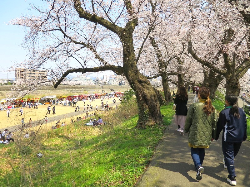 【桜の開花・名所情報 2022年】福井市・足羽川｜桜のトンネル 桜満開です♪①
